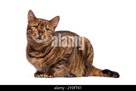 Toyger cat with beautiful markings lying down on a white background Stock Photo
