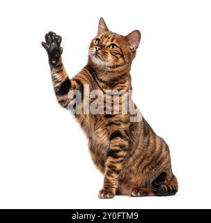 Playful toyger cat with distinctive stripes raising paw while sitting on white background Stock Photo