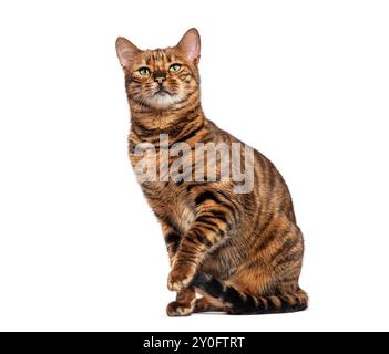 Toyger cat with brown tabby fur sitting on white background and raising paw Stock Photo
