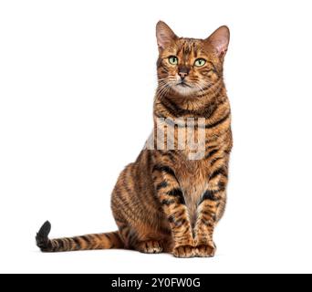 Toyger cat sitting and looking up isolated on white background Stock Photo