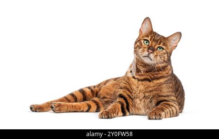 Toyger cat is laying down on a white background and looking around Stock Photo