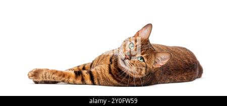 Toyger cat lying down on white background looking up Stock Photo