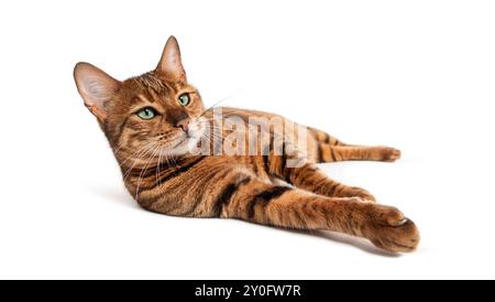 Toyger cat is laying down on a white backdrop and looking up Stock Photo