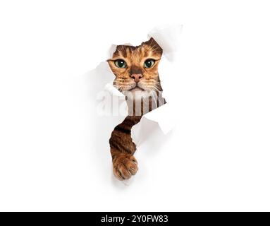 Tabby Toyger cat tearing through a white paper background and reaching out, isolated on white Stock Photo