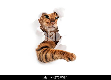 Tabby Toyger cat tearing through a white paper background and reaching out, isolated on white Stock Photo