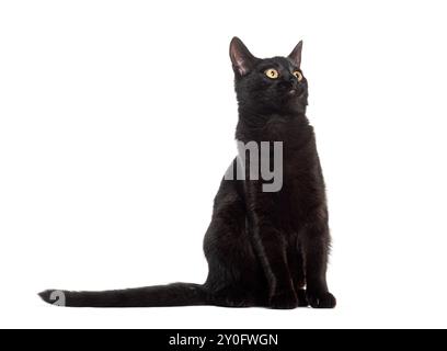 Black european shorthair cat, yellow eyed, looking up, sitting, isolated on white Stock Photo