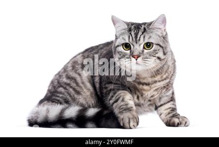 Adult silver tabby British shorthair cat lying down and looking away, isolated on white Stock Photo