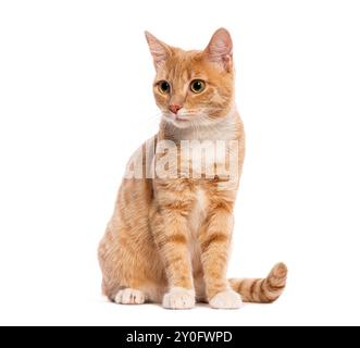 Ginger cat with white paws sitting on white background looking away Stock Photo