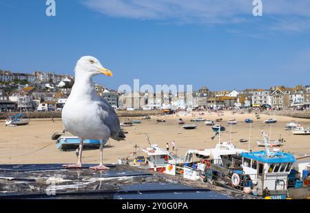 Seagull at St Ive's Cornwall, UK Stock Photo