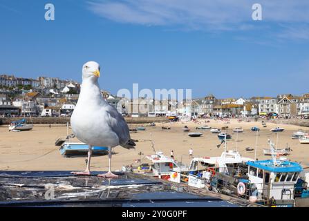 Seagull at St Ive's Cornwall, UK Stock Photo