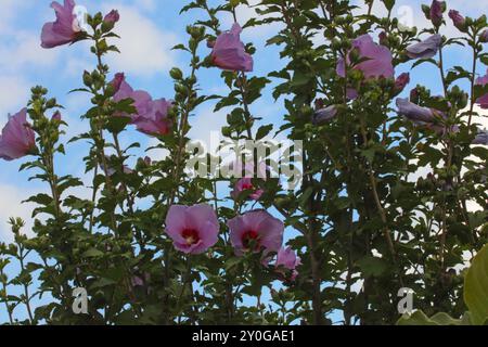 Looking up at Pink Giant Rose of Sharon flowers and buds on an Althea shrub contrasted against a blue sky with white clouds, on a summer day Stock Photo