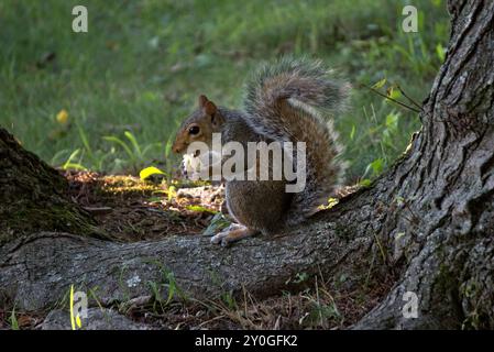 Gray squirrel enjoying a snack Stock Photo