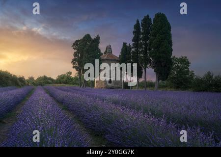 Blooming lavender field, oratorio church, and cypress trees at sunset. San Guido, Bolgheri, province of Livorno, Tuscany region, Italy Stock Photo