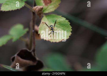 Small wasp perched on a blackberry leaf, Lorcha, Spain Stock Photo