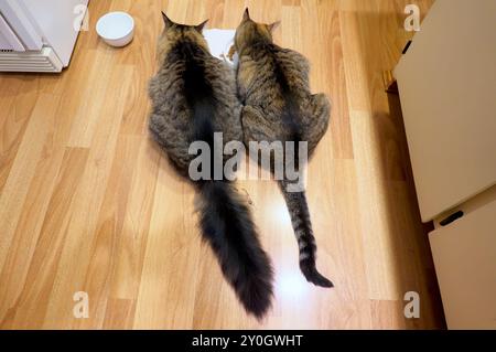 Two Tabby cats (Felis catus) eating side-by-side on a kitchen floor - facing away - looking down from above. Stock Photo