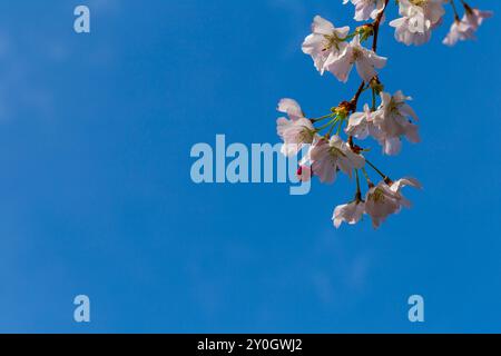 Cherry branches with fresh pink cherry blossoms in full bloom against a blue sky background. Lush branches of a blossoming with large copy space. Stock Photo