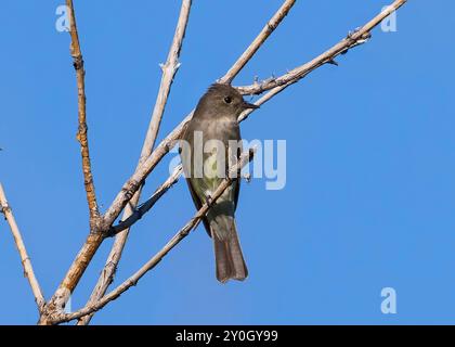 A Western Wood Pewee bird in a close up frontal view perched on a thin branch against a blue sky. Stock Photo