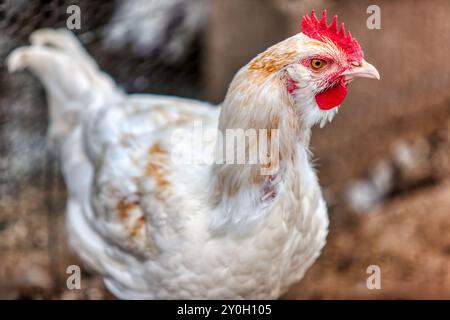 free range chicken walking in the yard half portrait Stock Photo