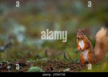 Red Squirrel stood on the forest floor watching Stock Photo