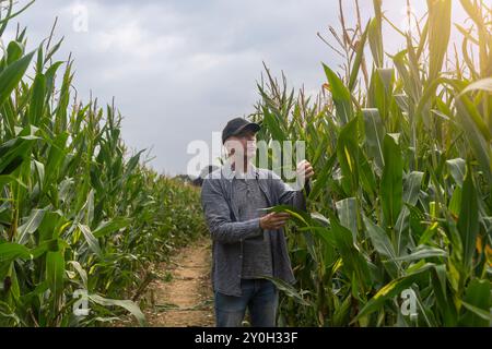 farmer working and examining corn plants in the farm Stock Photo