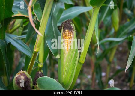 Corn on the cob growing in a field, close up. Stock Photo