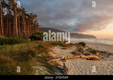 Pine trees, driftwood, and Pacific Ocean beach in the red and orange hues of the sunset at Cape Lookout State Park, Oregon, USA Stock Photo