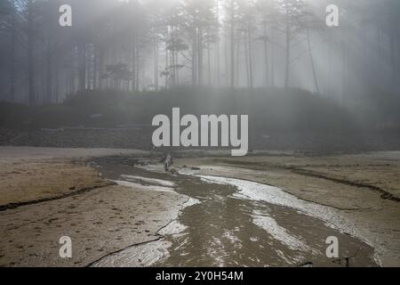 Sun rays breaking through trees in early morning mist at Cape Lookout State Park, Oregon, USA Stock Photo