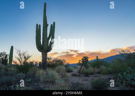 A large saguaro cactus standing at dawn in the Saguaro National Park near Tucson Arizona. Stock Photo