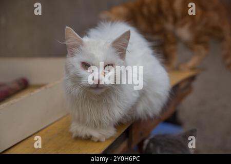 Turkish Angora , Persian cat , Van cat . Beautiful white turkish van cat with brown eyes relaxing . Van Provence Turkey (Turkiye) . The cat has a knif Stock Photo