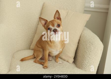 Cute Chihuahua dog sitting on armchair at home Stock Photo