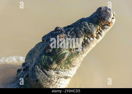 freshwater crocodile (Crocodylus johnstoni) at Spectacular Jumping Crocodile Cruise, Beatrice Hill, Middle Point, Northern Territory, Australia Stock Photo