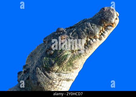 freshwater crocodile (Crocodylus johnstoni) at Spectacular Jumping Crocodile Cruise, Beatrice Hill, Middle Point, Northern Territory, Australia Stock Photo