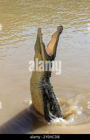 Freshwater crocodile (Crocodylus johnstoni) at Spectacular Jumping Crocodile Cruise, Beatrice Hill, Middle Point, Northern Territory, Australia Stock Photo