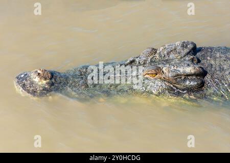 Freshwater crocodile (Crocodylus johnstoni) at Spectacular Jumping Crocodile Cruise, Beatrice Hill, Middle Point, Northern Territory, Australia Stock Photo