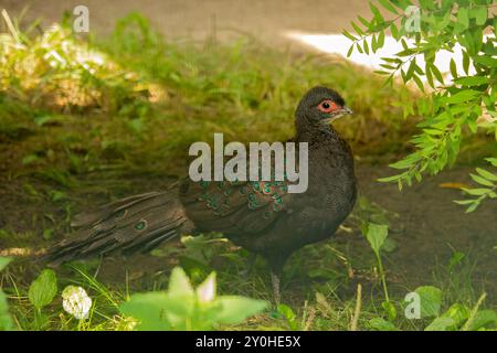 The  Germains peacock-pheasant also known as crested peacock-pheasant Stock Photo