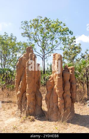 Mounds of cathedral termite (Nasutitermes triodiae), Litchfield National Park, Litchfield Park, Northern Territory, Australia Stock Photo