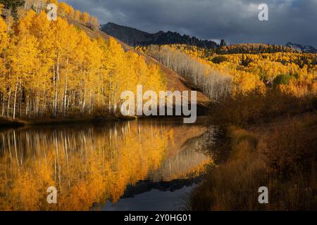 Fall colors in Colorado. Autumn Aspen trees in the San Juan Mountains. Stock Photo