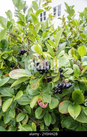 aronia berry on tree closeup Stock Photo