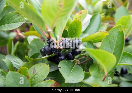 aronia berry on tree closeup Stock Photo