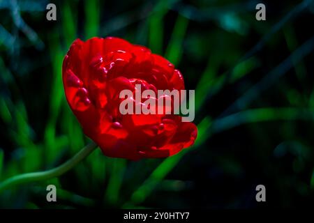 Close-up of pretty Red ripe Tulip against the green grass. Taken in early may near Gudhjem, Denmark. Shallow depth of field. Stock Photo