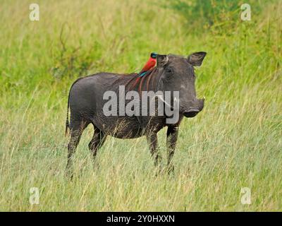 Common warthog (Phacochoerus africanus) with Carmine Bee-eater (Merops nubicus) perched on mane looking like red wig -Nyerere N P Tanzania,Africa Stock Photo