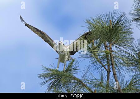 An osprey is perched on a pine tree branch with its wings spread Stock Photo