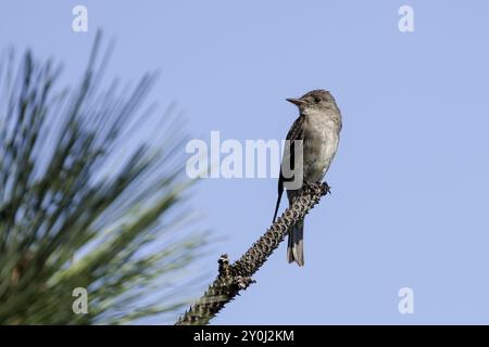 A western wood-pewee is perched on a pine branch in north Idaho Stock Photo