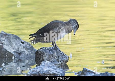 A female wood duck stands on a rock in a pond located in Spokane, Washington Stock Photo