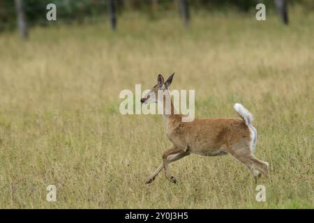 A white tailed deer runs in a field near Hauser, Idaho Stock Photo