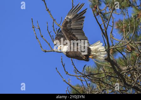 An american bald eagle flies off from a branch near Coeur d'Alene, Idaho Stock Photo