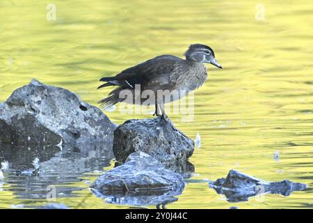 A female wood duck stands on a rock in a pond located in Spokane, Washington Stock Photo