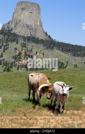 A larger longhorn steer pushes another smaller cow from behind near Devils Tower, Wyoming Stock Photo