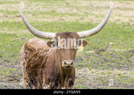 A close up of a longhorn cow in a grassy field near Steptoe, Washington Stock Photo