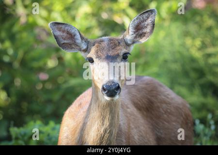 A close up of a black tailed deer, Odocoileus hemionus columbianus, in Astoria, Oregon Stock Photo